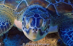 Turtle by Philippe Brunner 